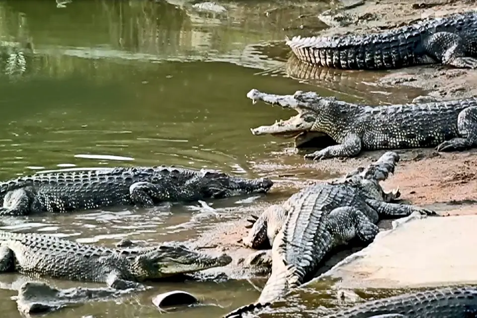 Crocodile Farm in Teluk Sengat in Johor Bahru Malaysia