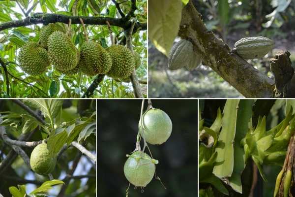 Desaru Fruit Farm in Johor Bahru Malaysia