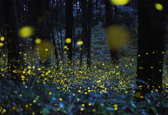 Kota Tinggi Firefly Park in Johor Bahru Malaysia