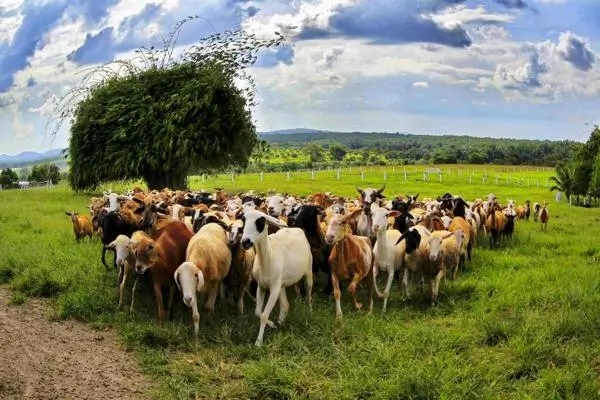 UK Farm Kluang Goat in Johor Bahru Malaysia