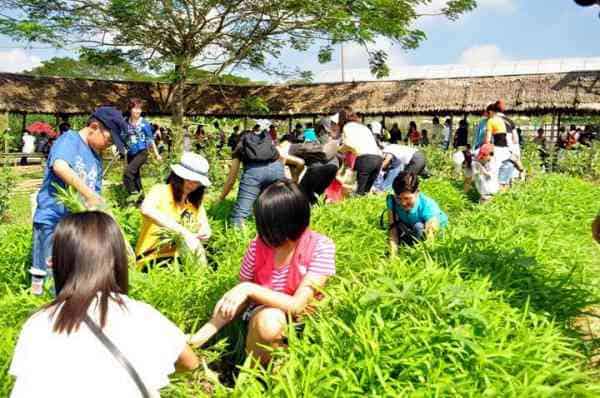 Zenxin Organic Park in Johor Bahru Malaysia