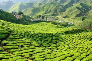 Singapore to Cameron Highlands Private Car Transport