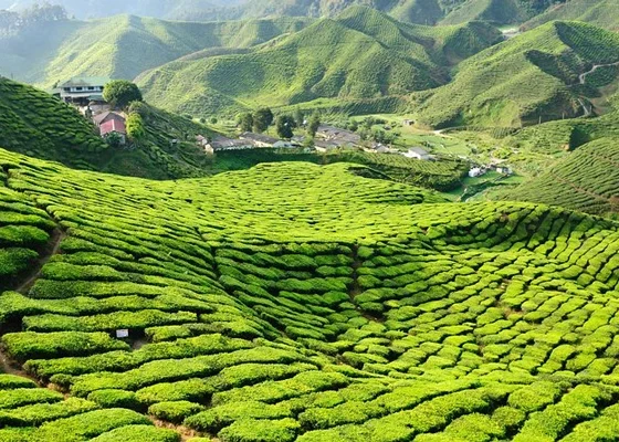 Singapore to Cameron Highlands Private Car Transport